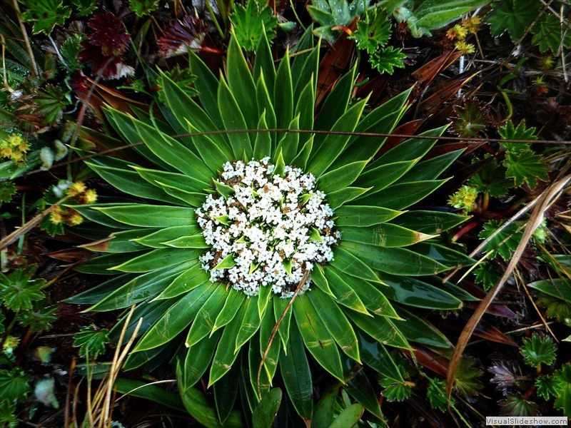 cajas_paramo_valeriana_rigida
