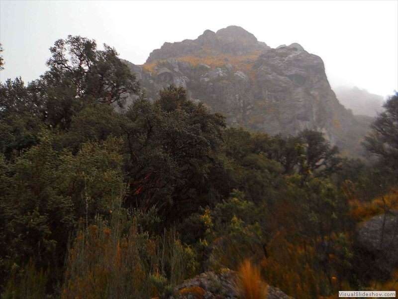 cajas_polylepis_ reticulata_mountain_forest