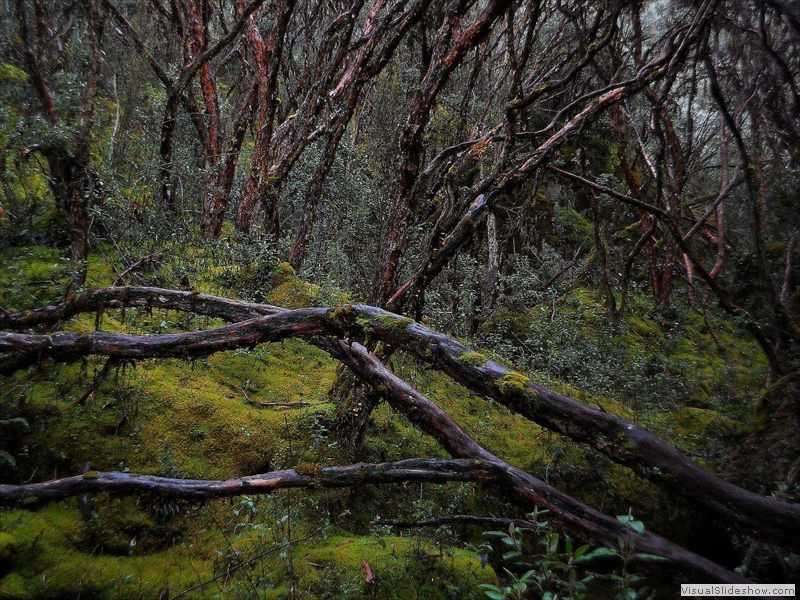 cajas_polylepis_reticulata_paramo_forest