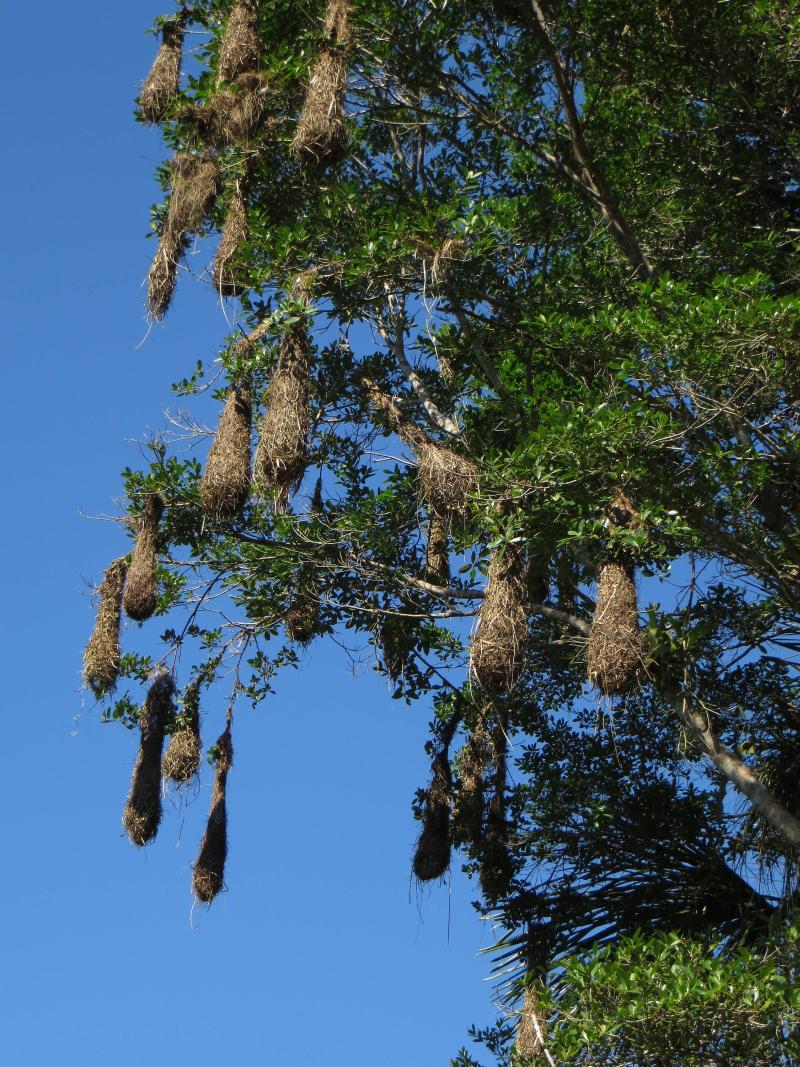 cuyabeno_friendly_nights