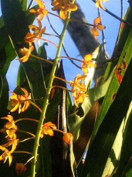 cuyabeno_orchids_bromeliums_amazon_swamp_forest