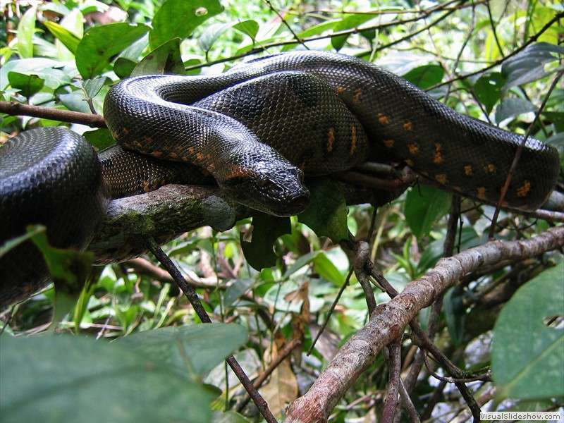 cuyabeno_reserve_giant_boa