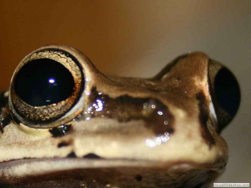 frog_tropical_rainforest