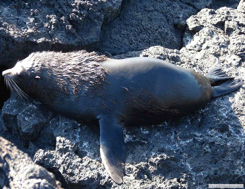 galapagos_animals_ecuador