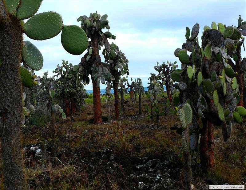galapagos_cactus
