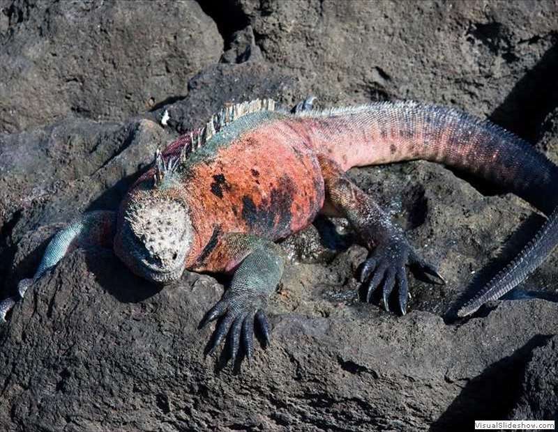 galapagos_ecuador_marine_iguana