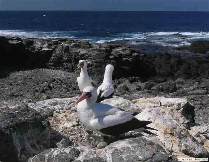 galapagos_ecuador_nazca_booby