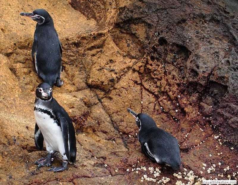 galapagos_equatorial_pinguin_spheniscus_mendiculus