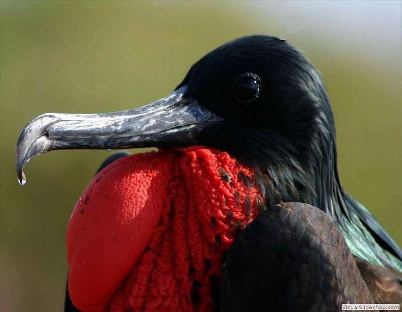 galapagos_great_frigate_bird2