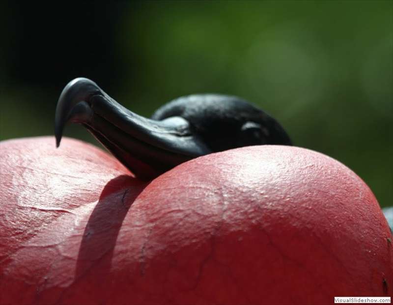 galapagos_great_frigatebird