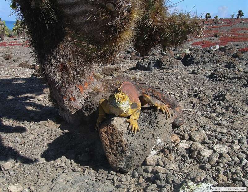galapagos_islands_land_iguana