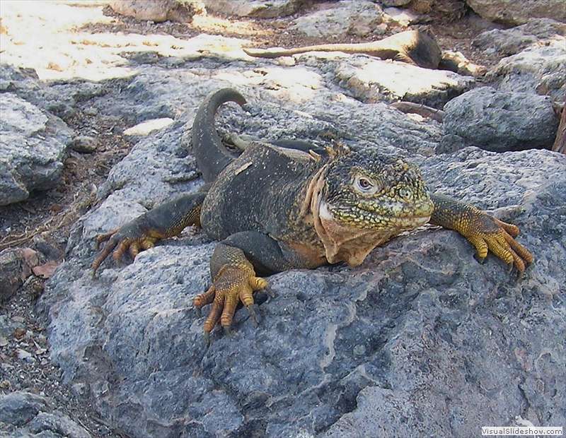 galapagos_land_iguana