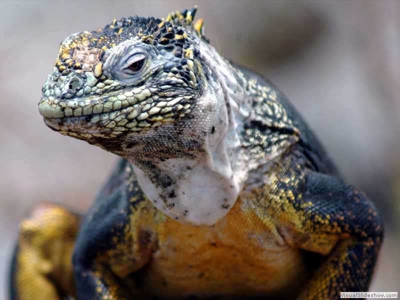 galapagos_land_iguana_ecuador