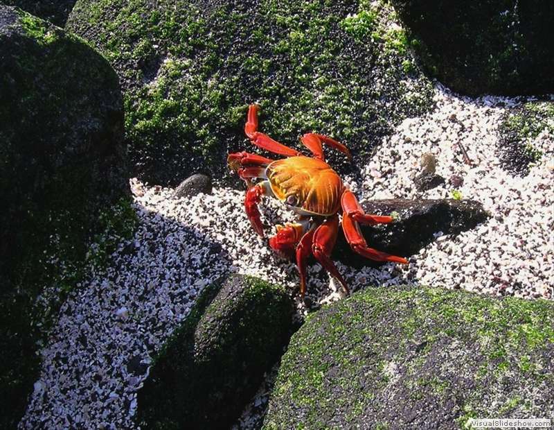 galapagos_orange_crab