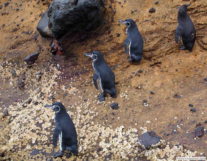 galapagos_pinguin_spheniscus_mendiculus