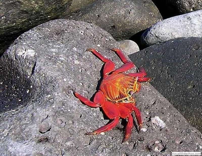 galapagos_red_rock_crab