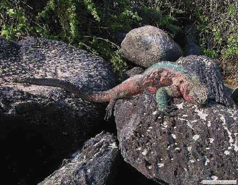 galapagos_sea_iguana