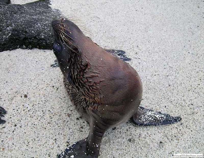 galapagos_sea_lion_zalophus_wollebaeki