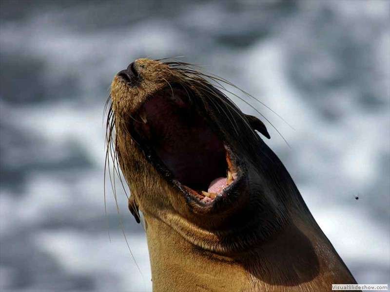 galapagos_sea_lion_zalophus_wollebaeki_ecuador