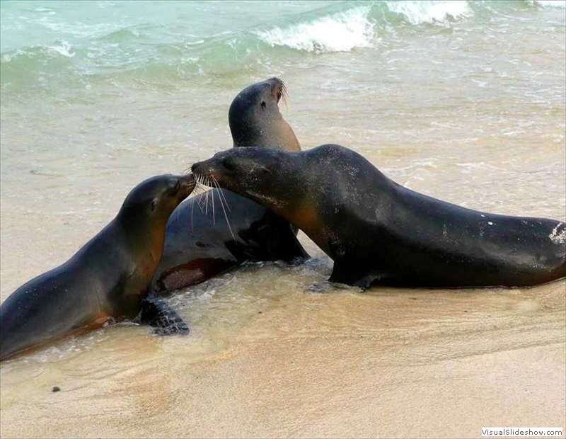galapagos_sea_lions