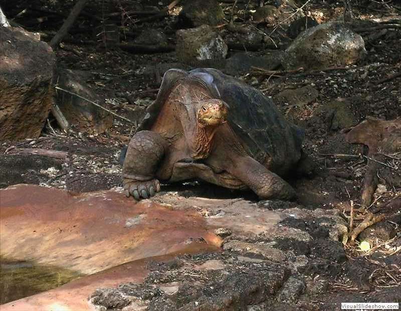 galapagos_tortoise_endemic
