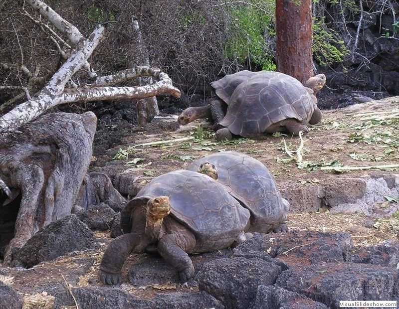 galapagos_tortoises