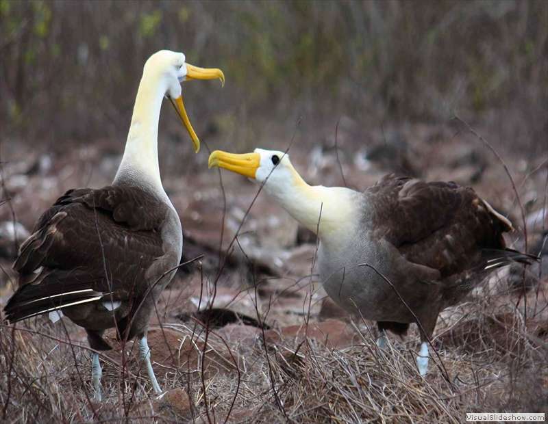 galapagos_waved_albatross