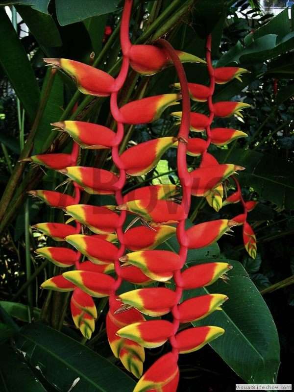 heliconia