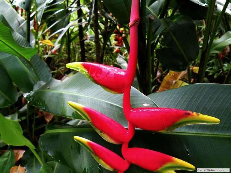 heliconia_cuyabeno