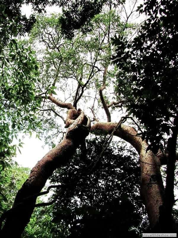 jungle_tree