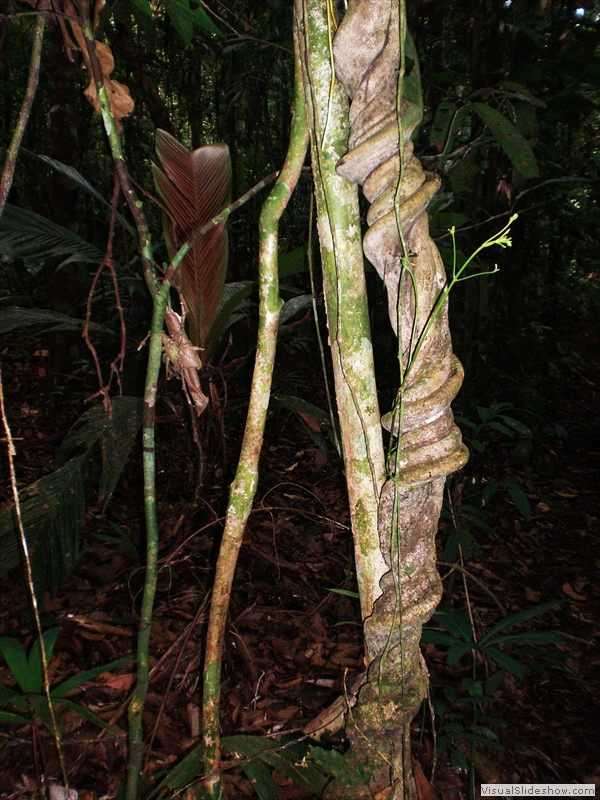 liana-cuyabeno-rainforest