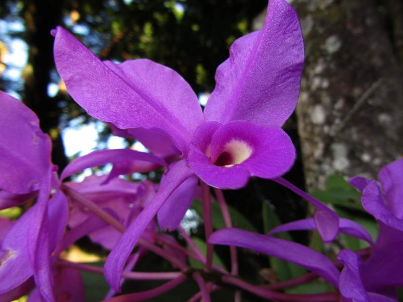 plants_in_the_amazon_forest