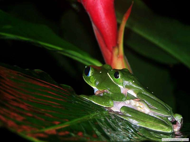 tree_frog_amazon_jungle