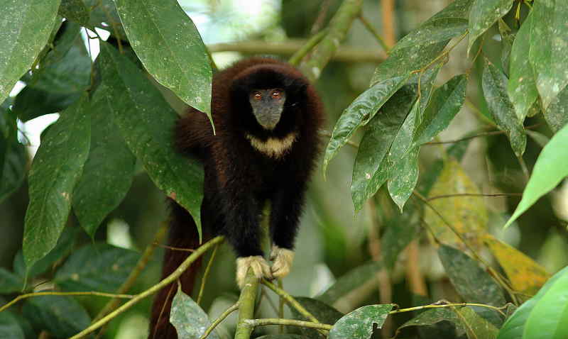 yellow_handed_titi_monkey_cuyabeno_ecuador