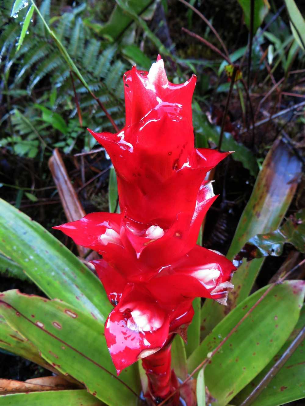 Bromeliad in the cloudforest