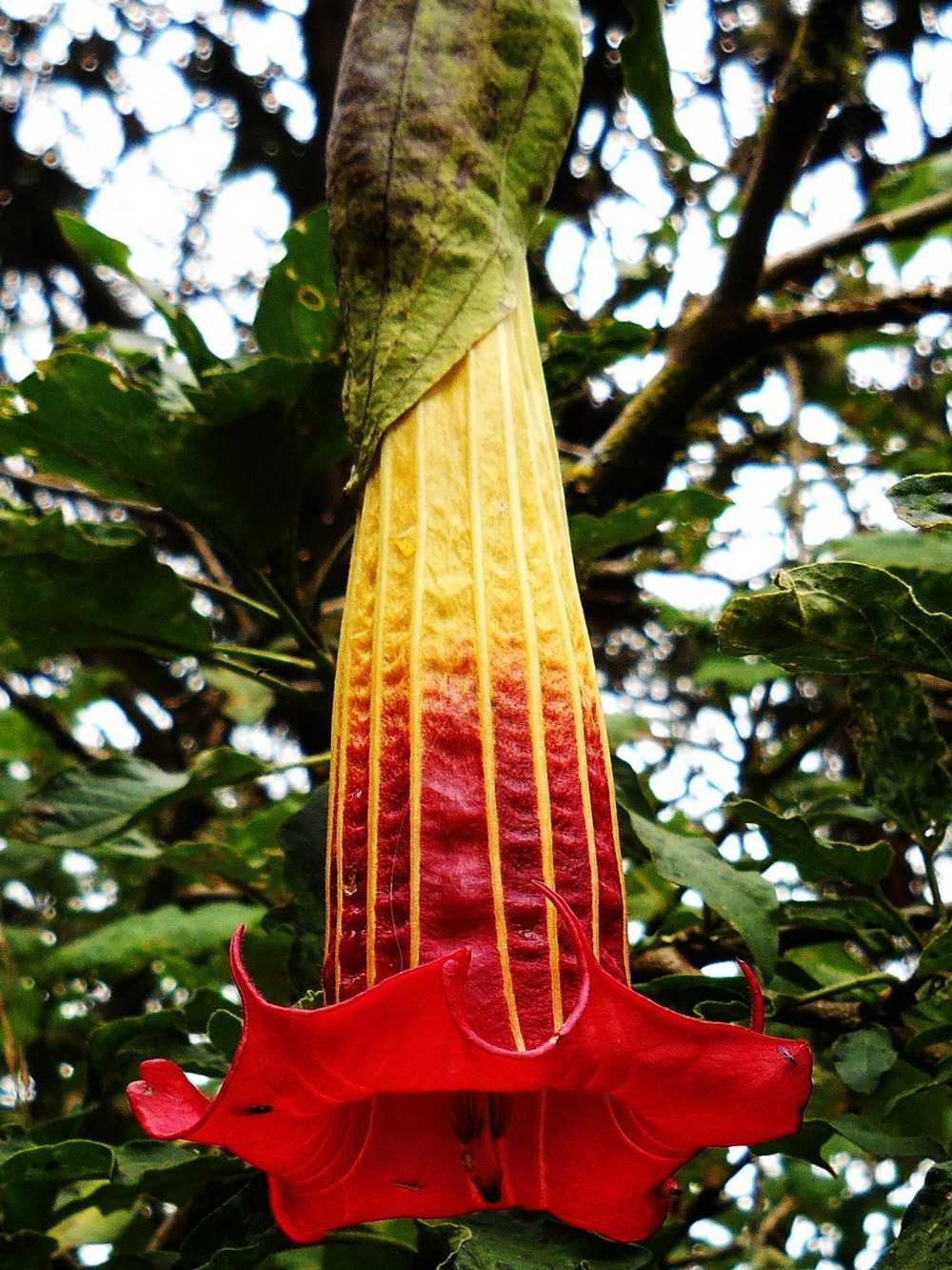 Red Angels Trumpet flower