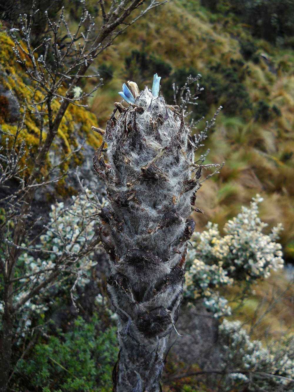 Herculas Club Bromelia in Cajas National Park