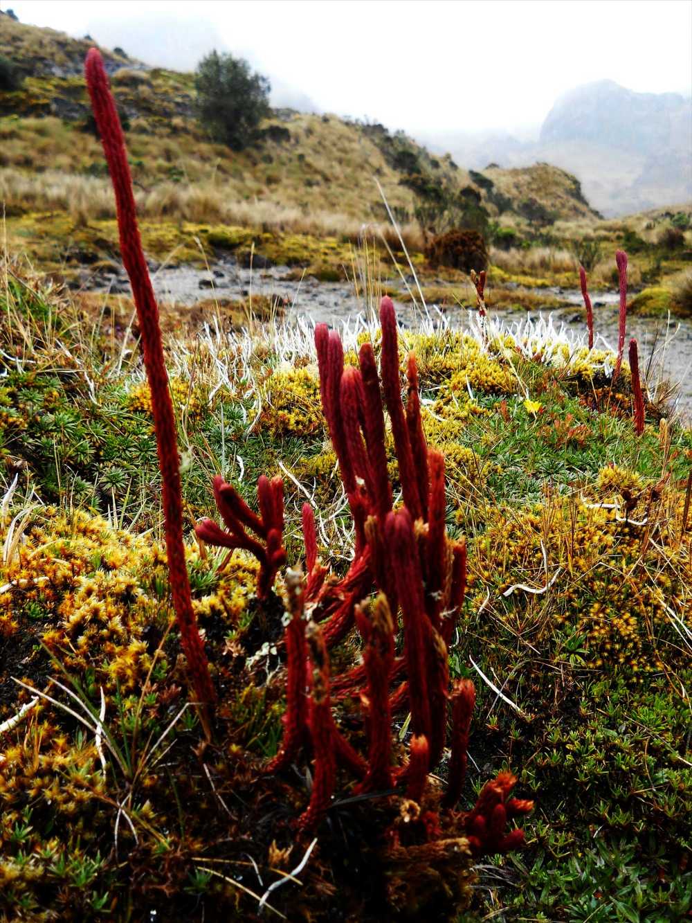 Licopodium in the paramo