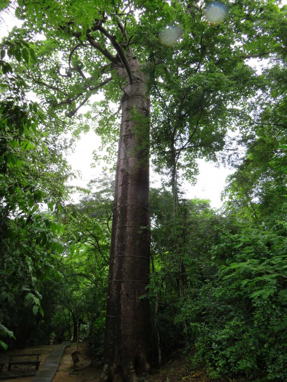 Giant tree in Puyango Petrified Forest Reserve