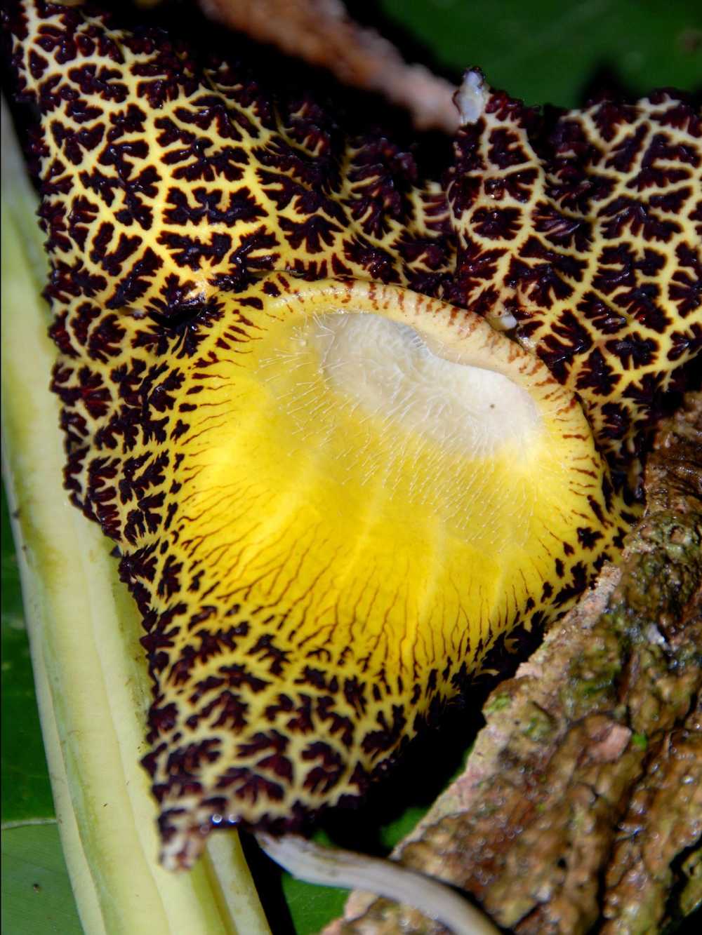 Jaguar Ear flower