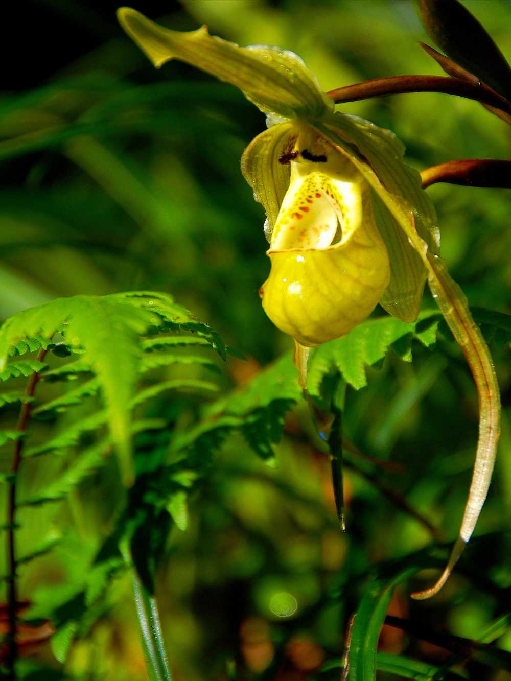 Green orchid at the paramo
