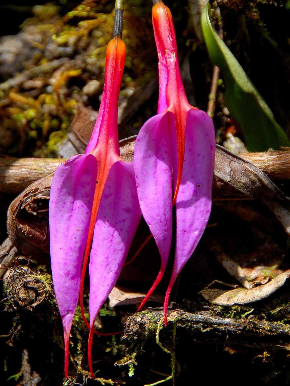 Orchid of the paramo