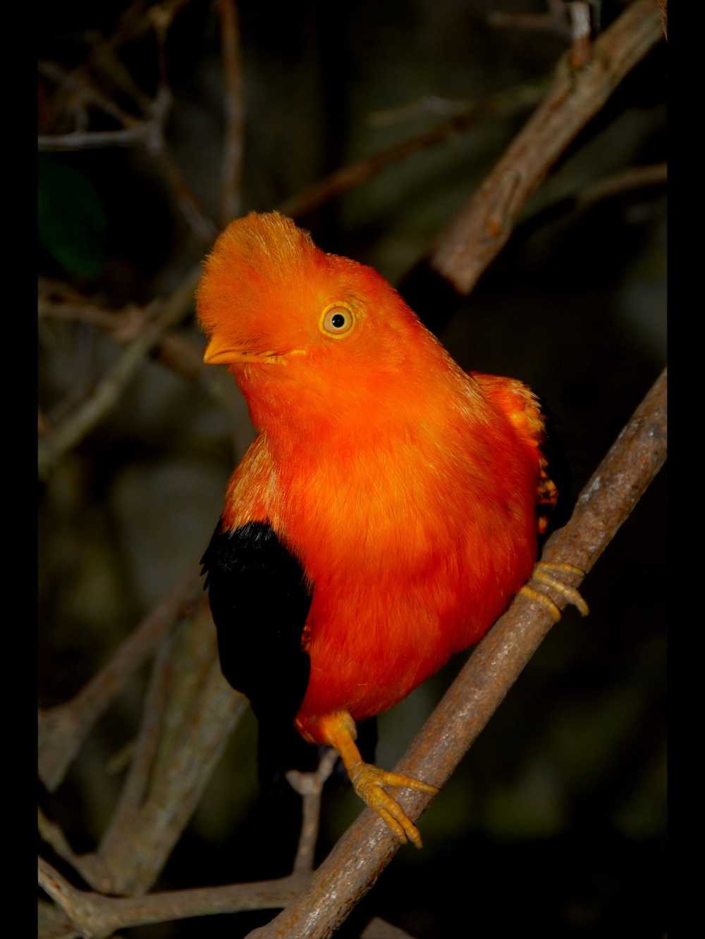 Cock of the Rock of the Andes