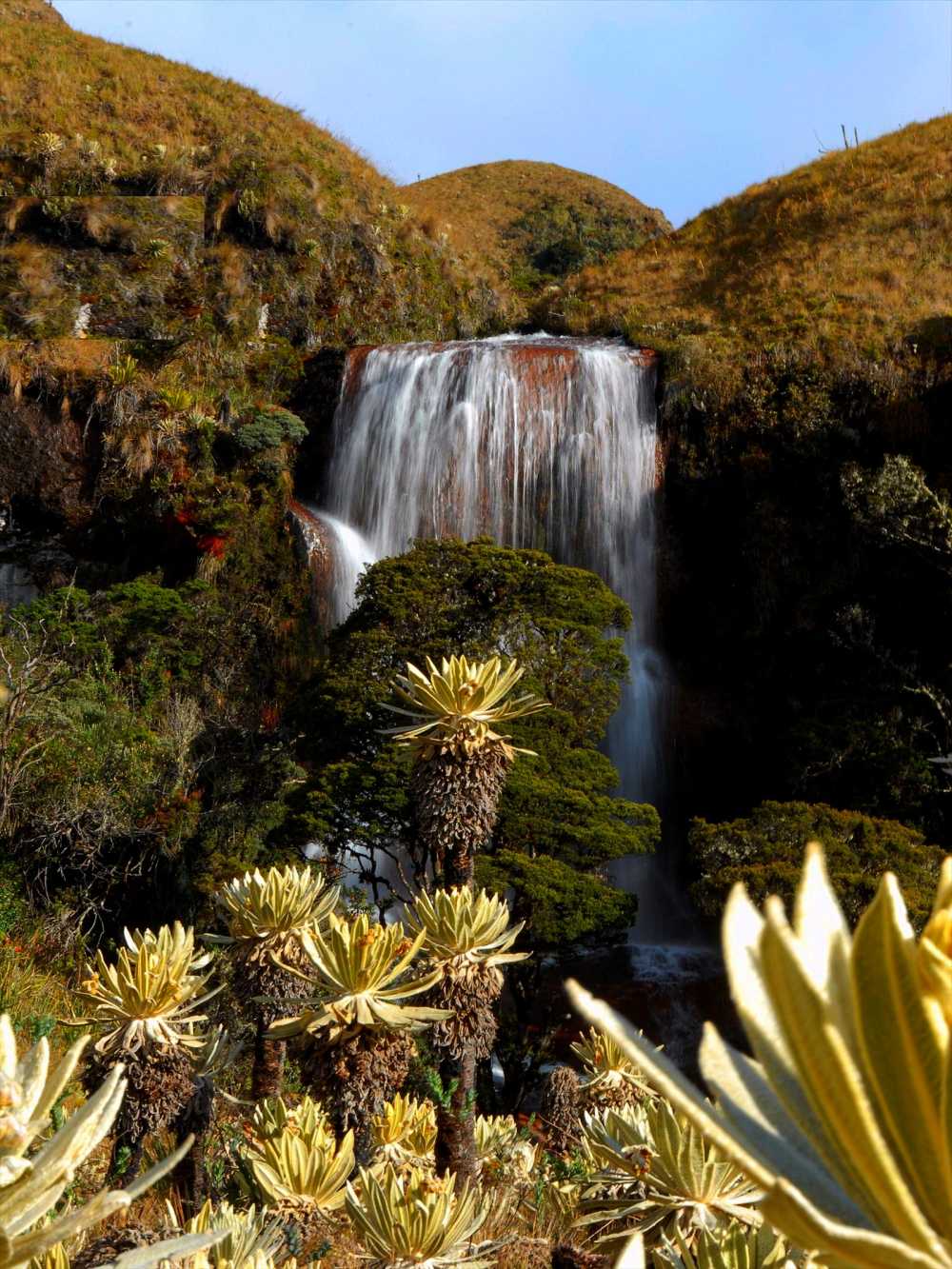 Waterfall with frailejones flowers
