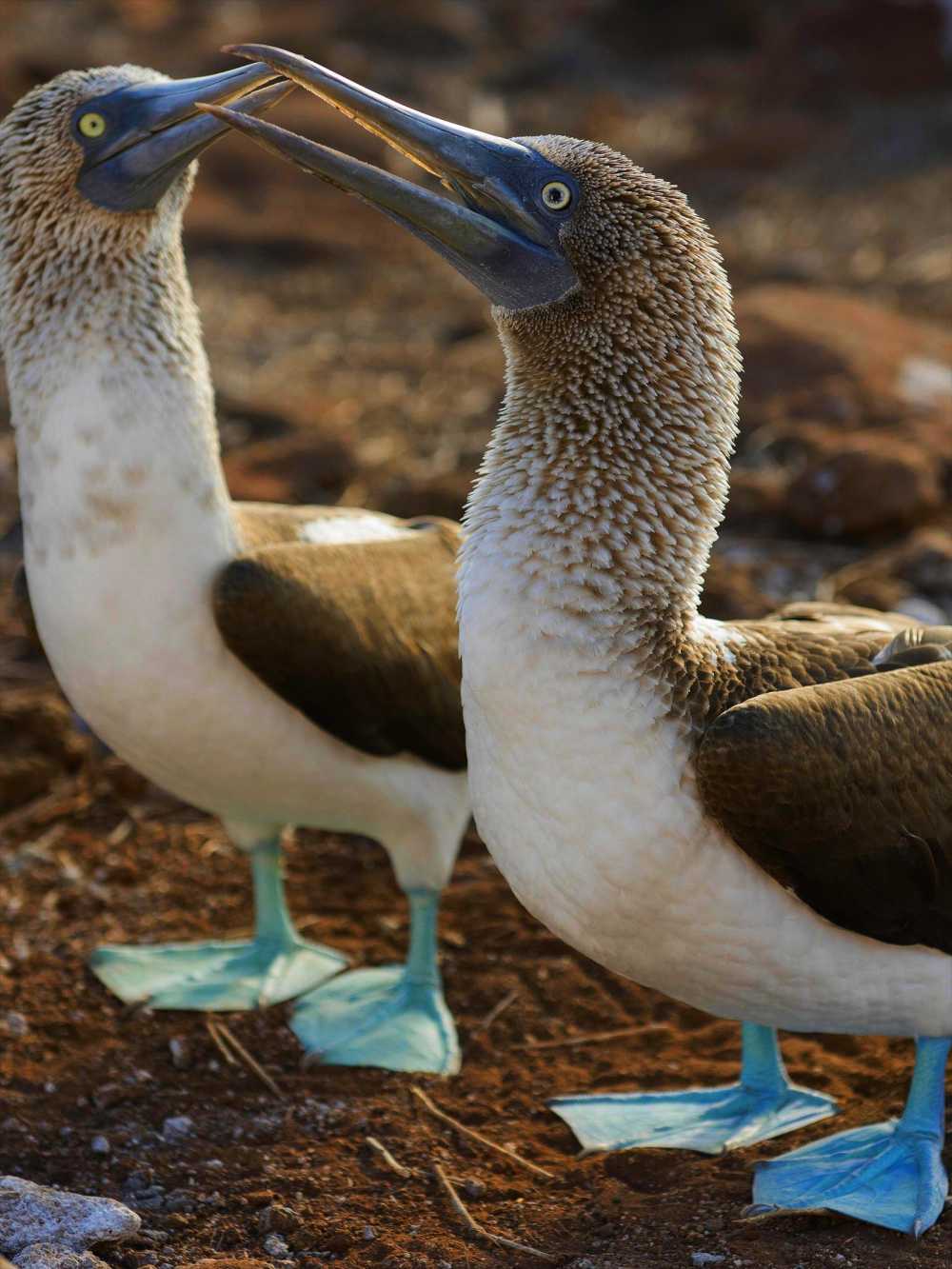 Blue-footed Boobies courting