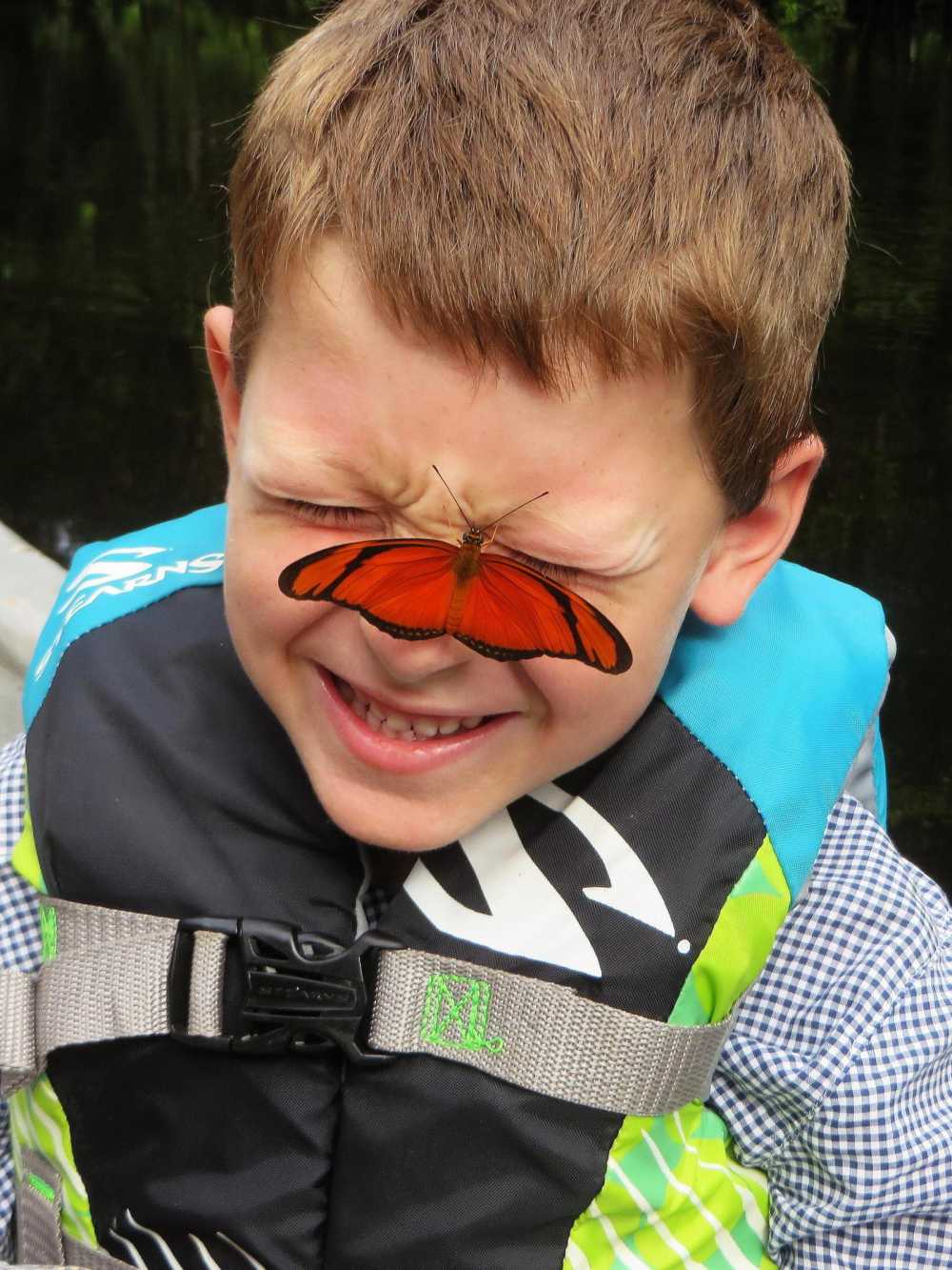 Butterfly licking salt from a boy's face