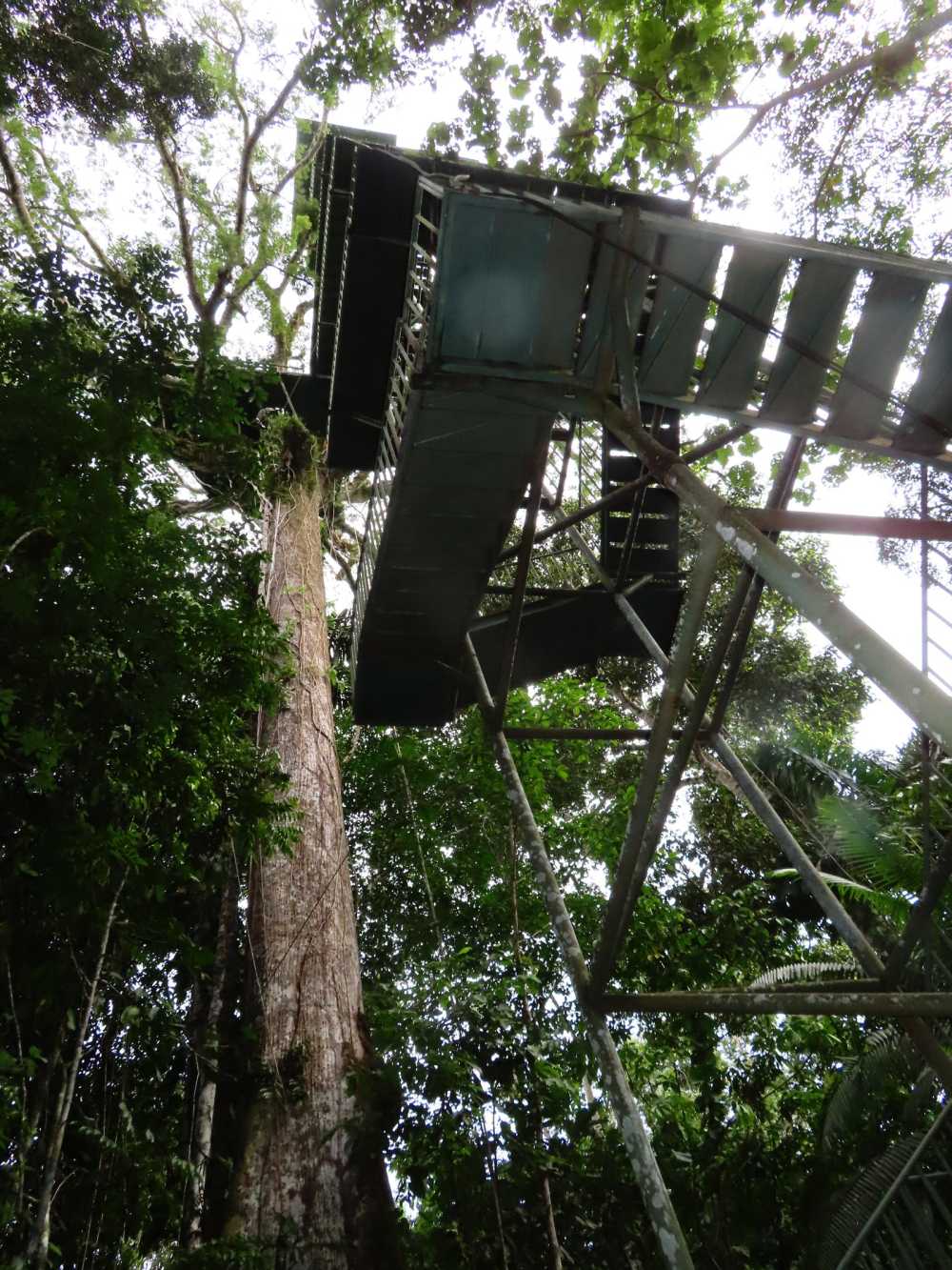 Canopy tower in the Amazon