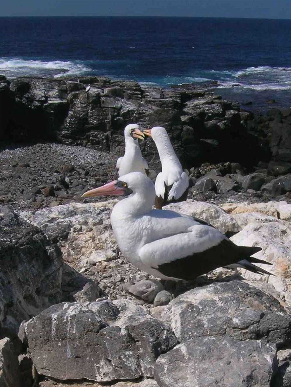 Nazca Boobies in Galapagos
