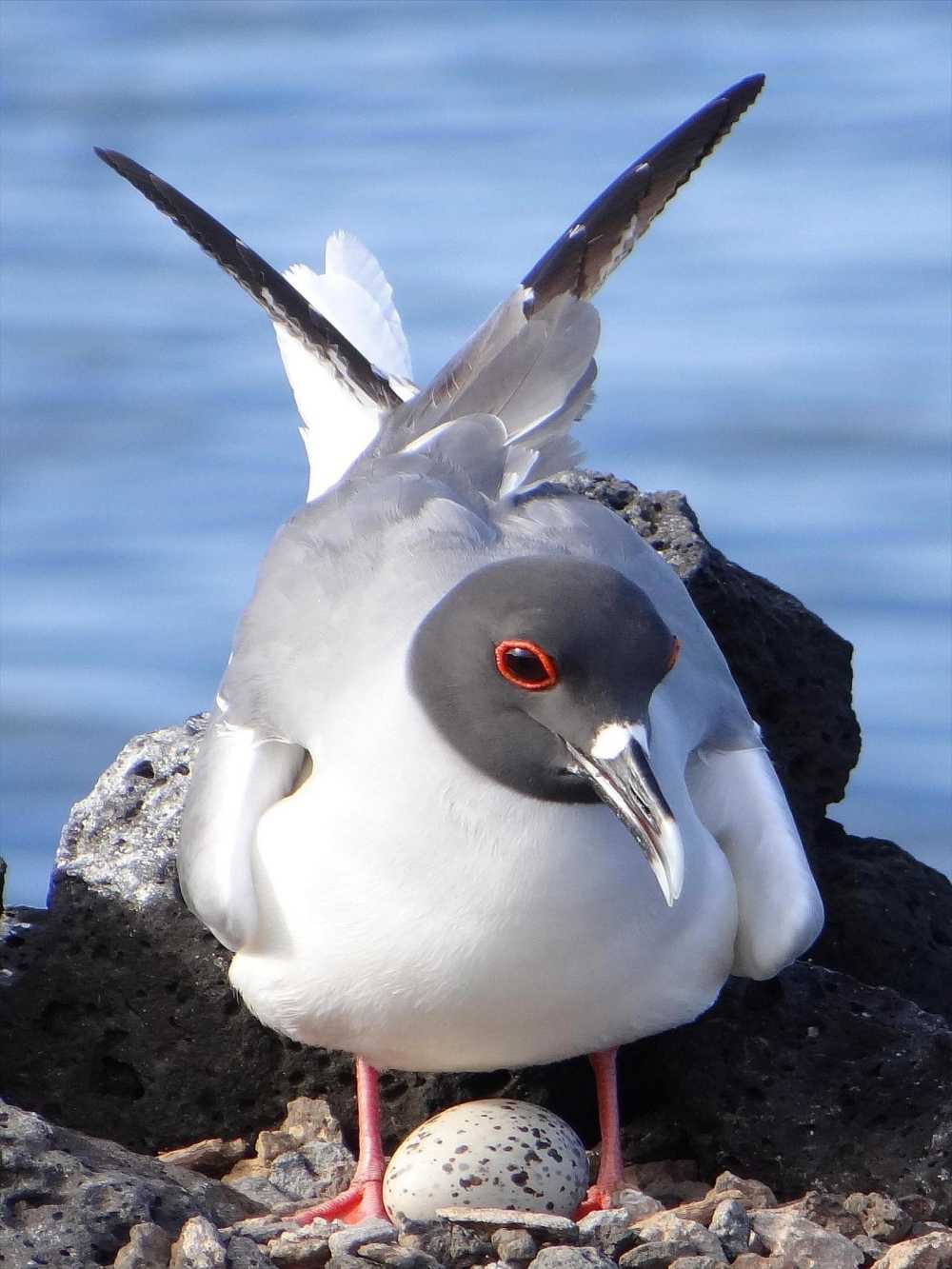 Galapagos Swallow-tailed Gull with her egg
