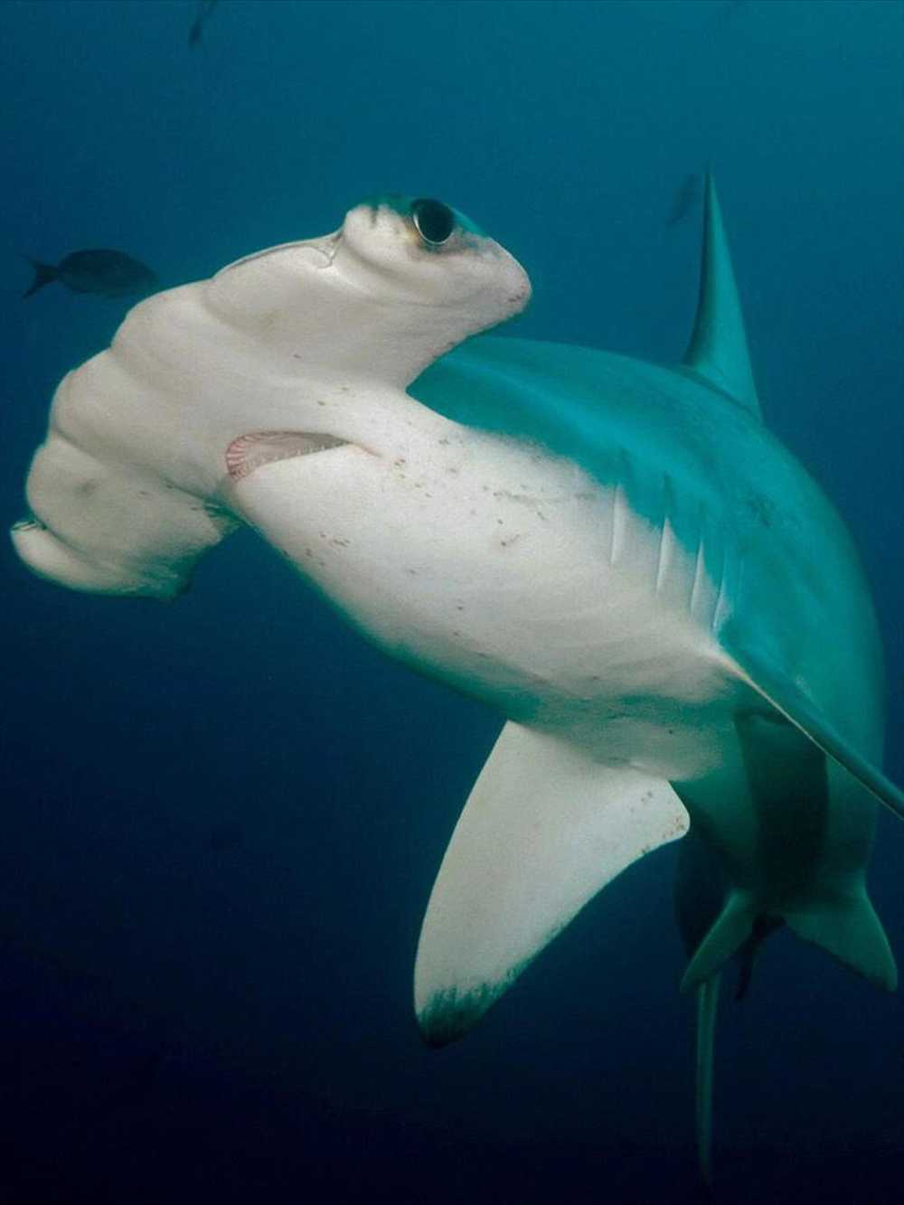 Hammer-head Sharks are common around Galapagos